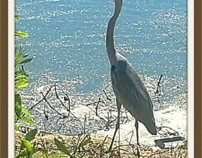 Seascapes –Now Available For Winter Rental! Steps To Beach/Pool