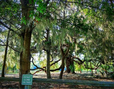 The Sea Turtle – Oceanfront 1st Floor Corner Villa