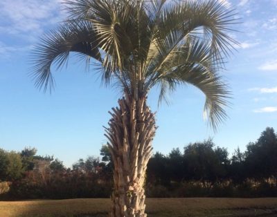 The Palms – Admirals Row–Ocean View–2nd Flr.